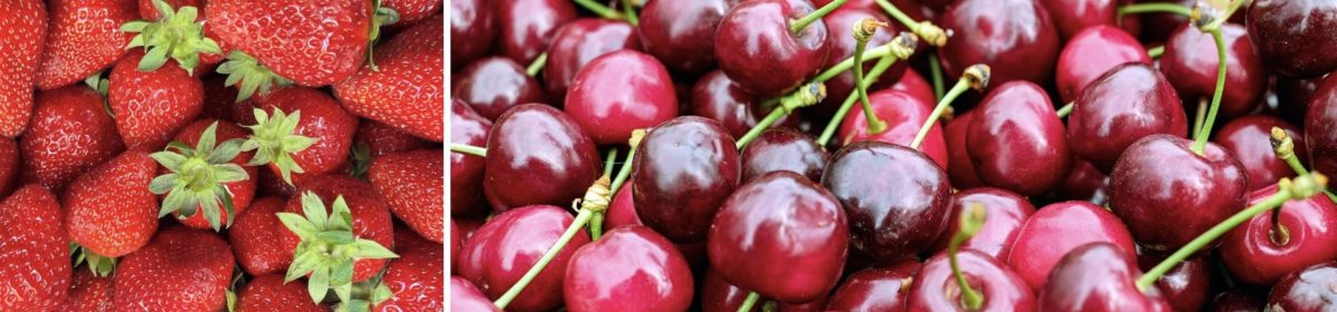 Territoire de Co-Innovation Cerises et Fruits Rouges